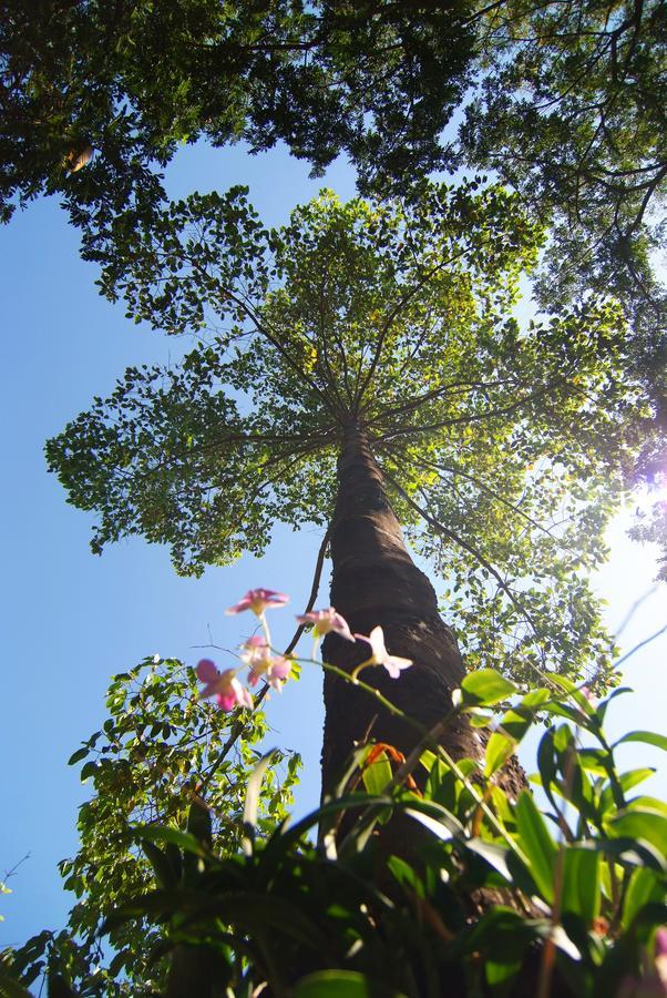 Tree House Hotel Sisaket Exterior photo